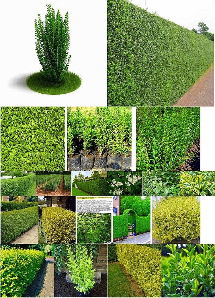 Лоигуструм за жив плет, (Ligustrum ovalifolium)