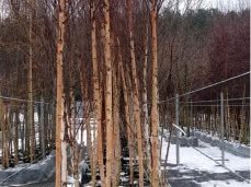 Бяла бреза Бяла бреза, (Betula pendula), Разсад Фиданки