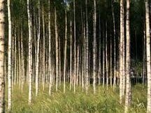Бяла бреза Бяла бреза, (Betula pendula), Разсад Фиданки