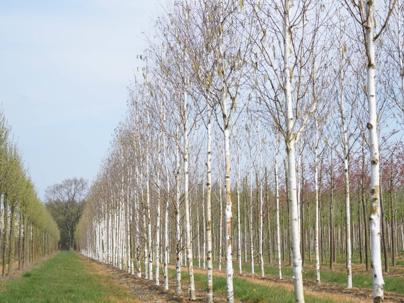 Бяла бреза Бяла бреза, (Betula pendula), Разсад Фиданки