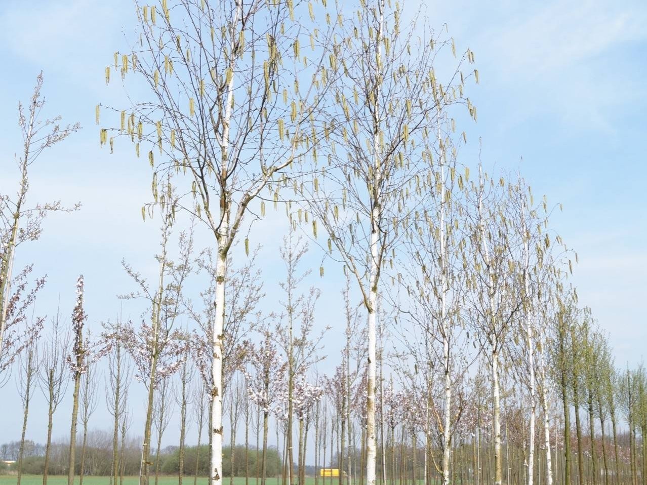 Бяла бреза Бяла бреза, (Betula pendula), Разсад Фиданки