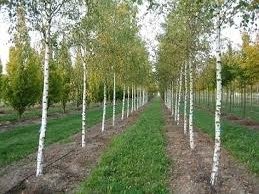 Бяла бреза Бяла бреза, (Betula pendula), Разсад Фиданки