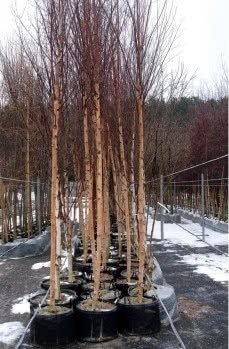 Бяла бреза, (Betula pendula)
