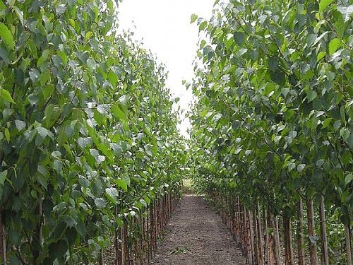 Бяла бреза Бяла бреза, (Betula pendula), Разсад Фиданки