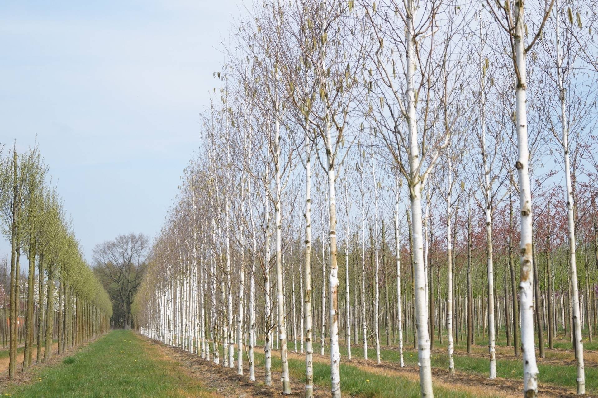 Бяла бреза, (Betula pendula)