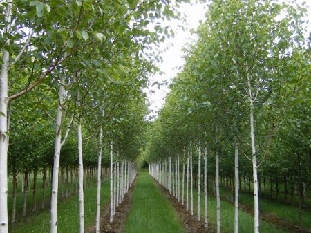 Бяла бреза Бяла бреза, (Betula pendula), Разсад Фиданки