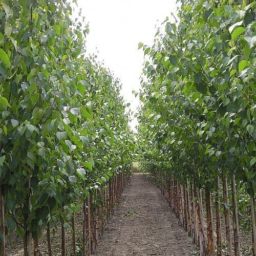 Бяла бреза, (Betula pendula)