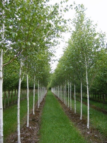 Бяла бреза, (Betula pendula)