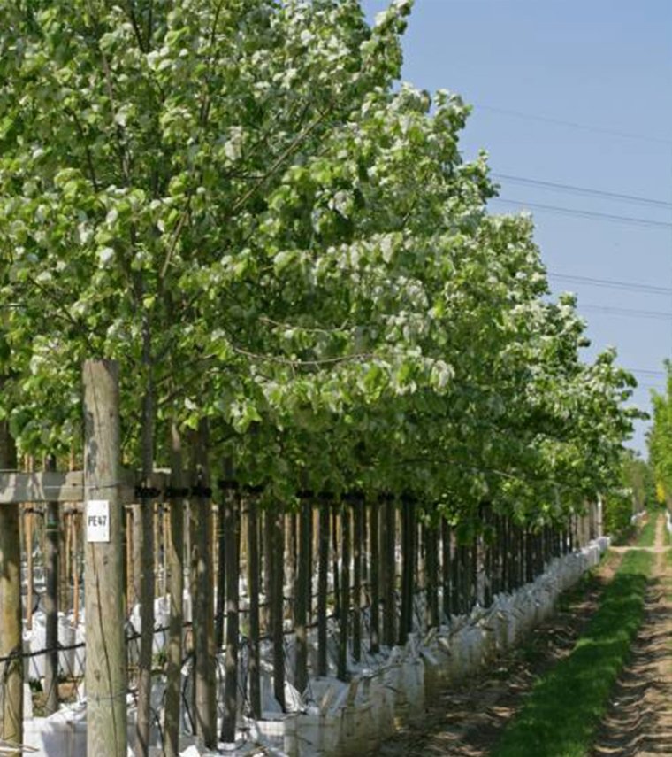 Липа - разсад фиданки, (Tilia tomentosa)