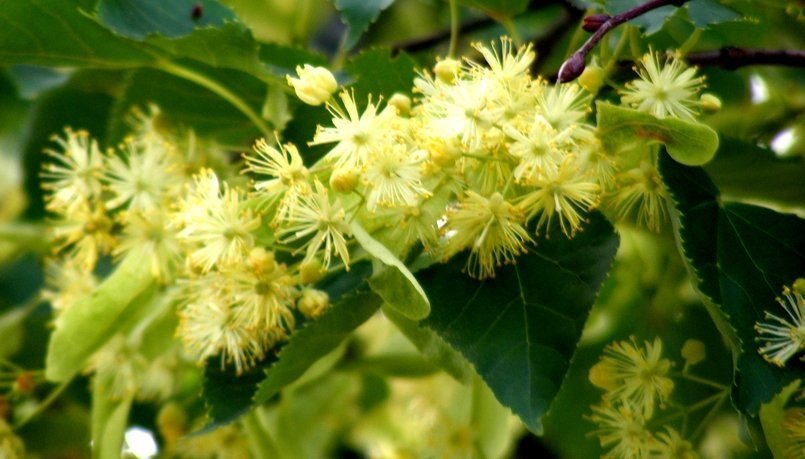 Липа / Tillia tomentosa /